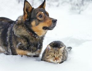Protect Your Pet During Winter and Cold Weather