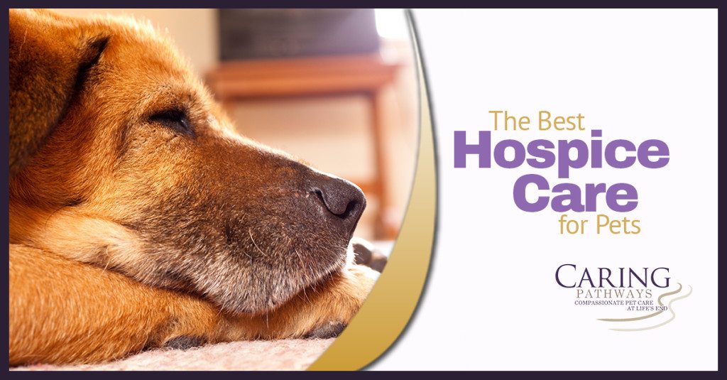 At Home Hospice Care for Your Pet