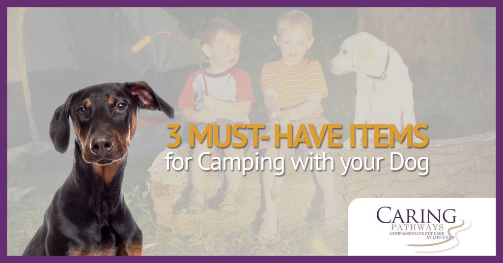 3 Must-Have Items to Bring When Camping with Your Dog in Parker, CO