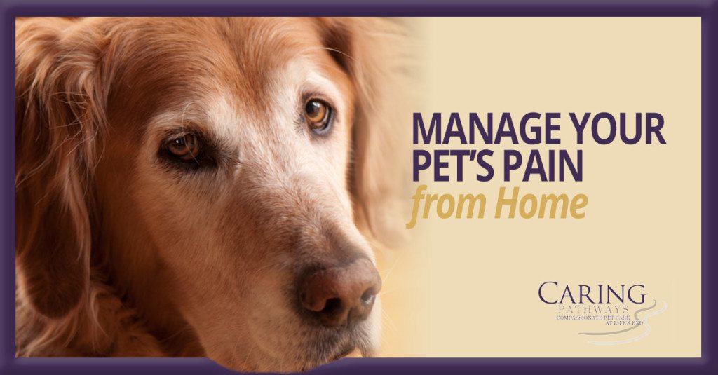 In-Home Pain Management for Pets