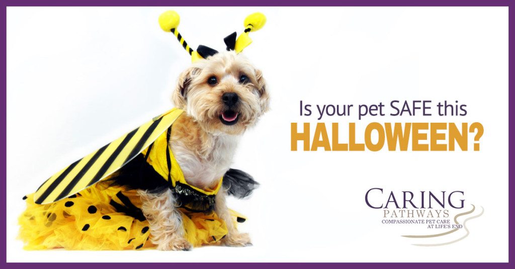 Keep Your Pet Safe This Halloween Season