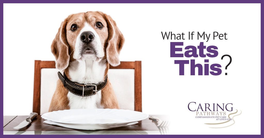 Can This Food Harm Your Pet?