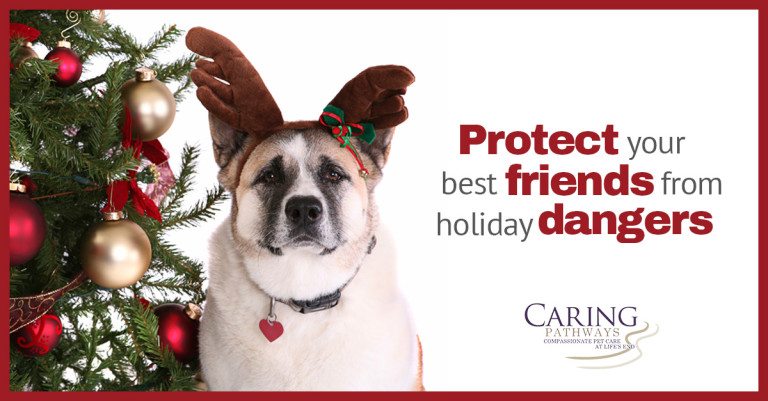 Keep Your Best Friend Safe this Holiday Season