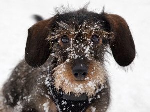 5 Winter Safety Tips for Pets