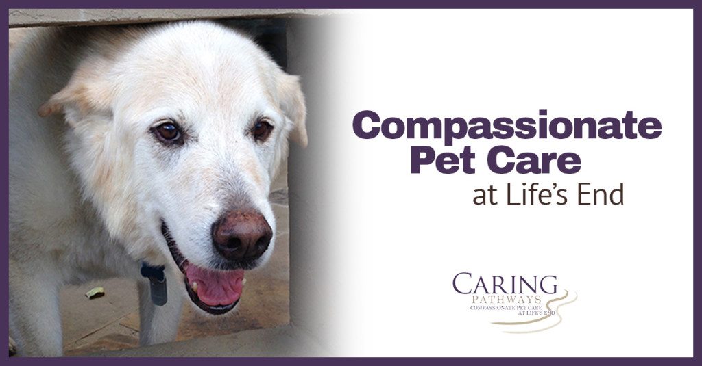 Caring for Pets When It Matters Most