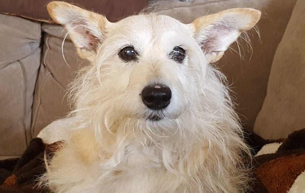 Tribute for Olive we adopted