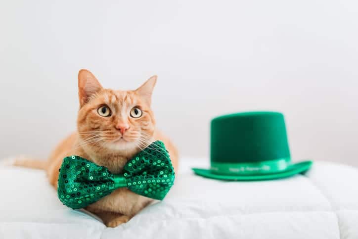 St. Patrick’s Day: Irish Pet Breeds