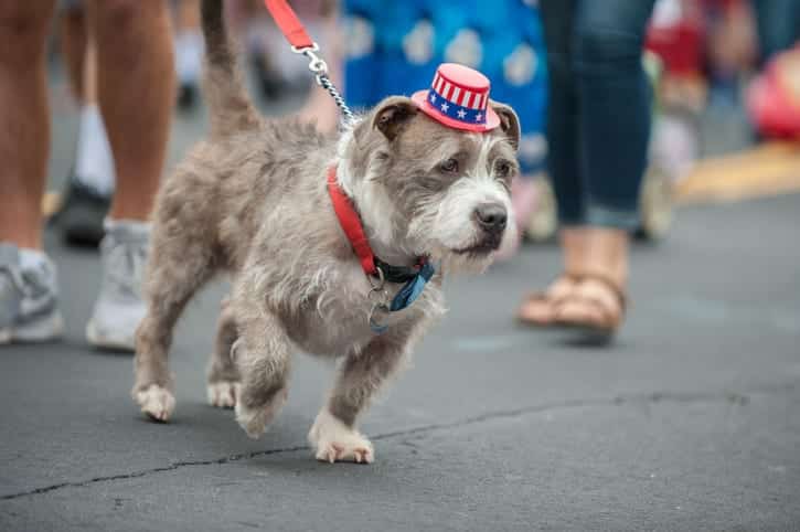 4th of July Pet Safety Tips: Fireworks, BBQ, and Leftovers