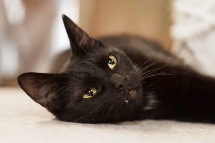 are black cats usually male or female