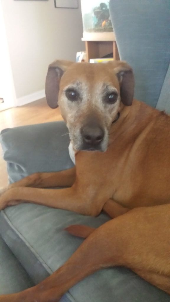 20160626_171903 Dog sitting on blue chair: Pet Tributes in Centennial