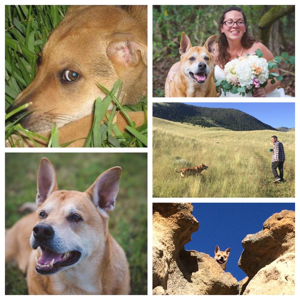 Collage of dog on adventures: Pet Tributes in Centennial