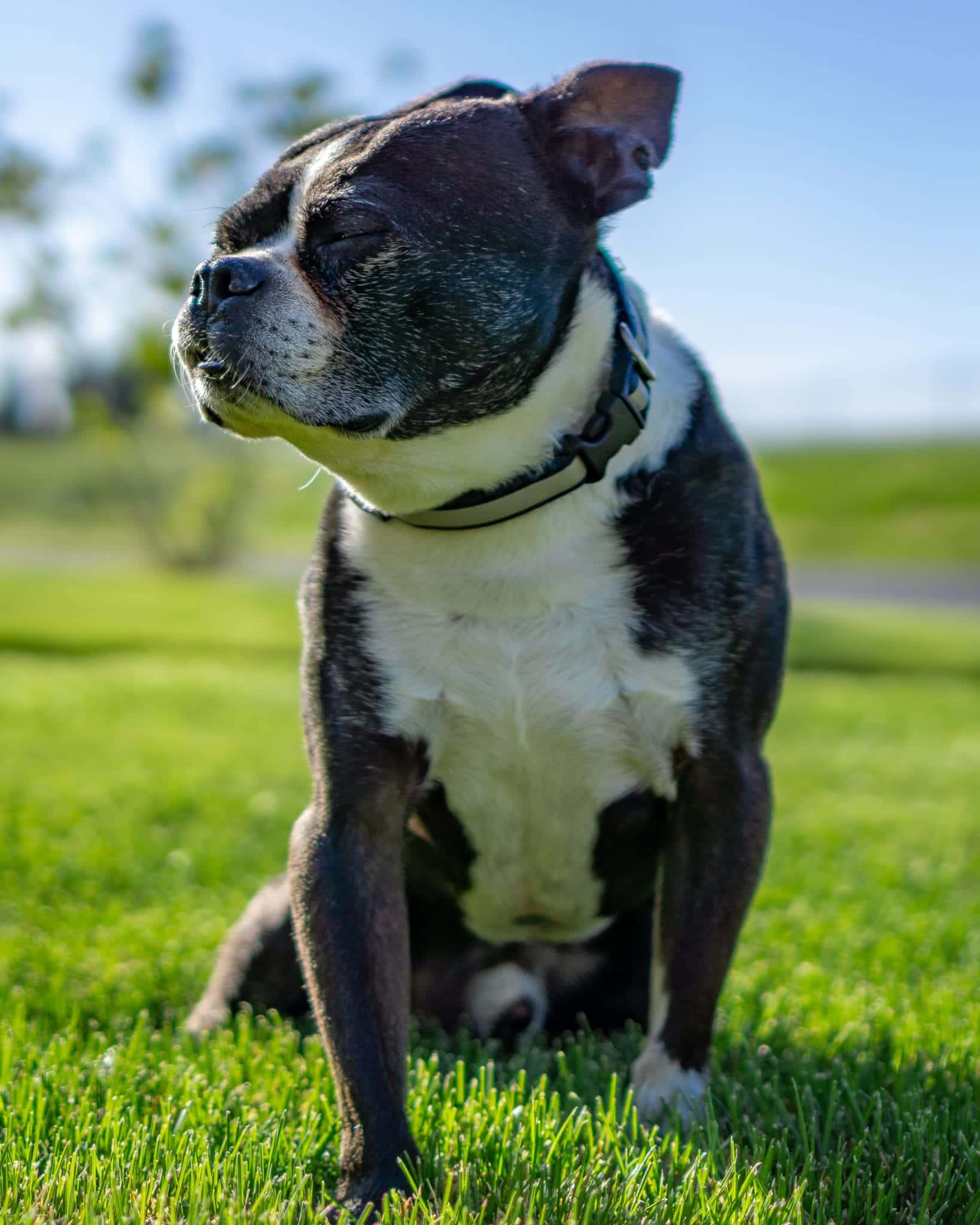 Dog enjoying outdoors: Pet Tributes in Centennial