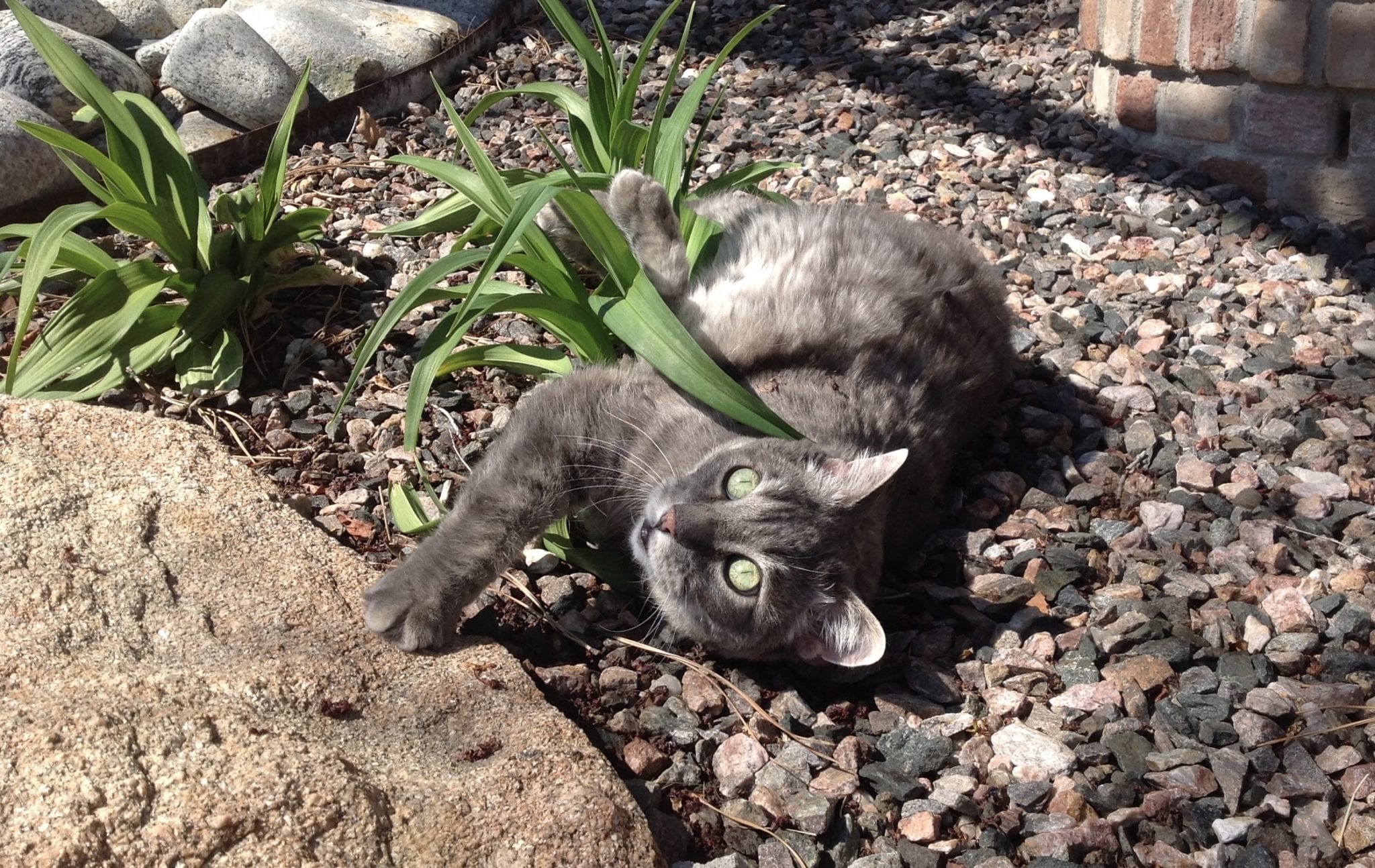 Cat in garden: Pet Tributes in Centennial