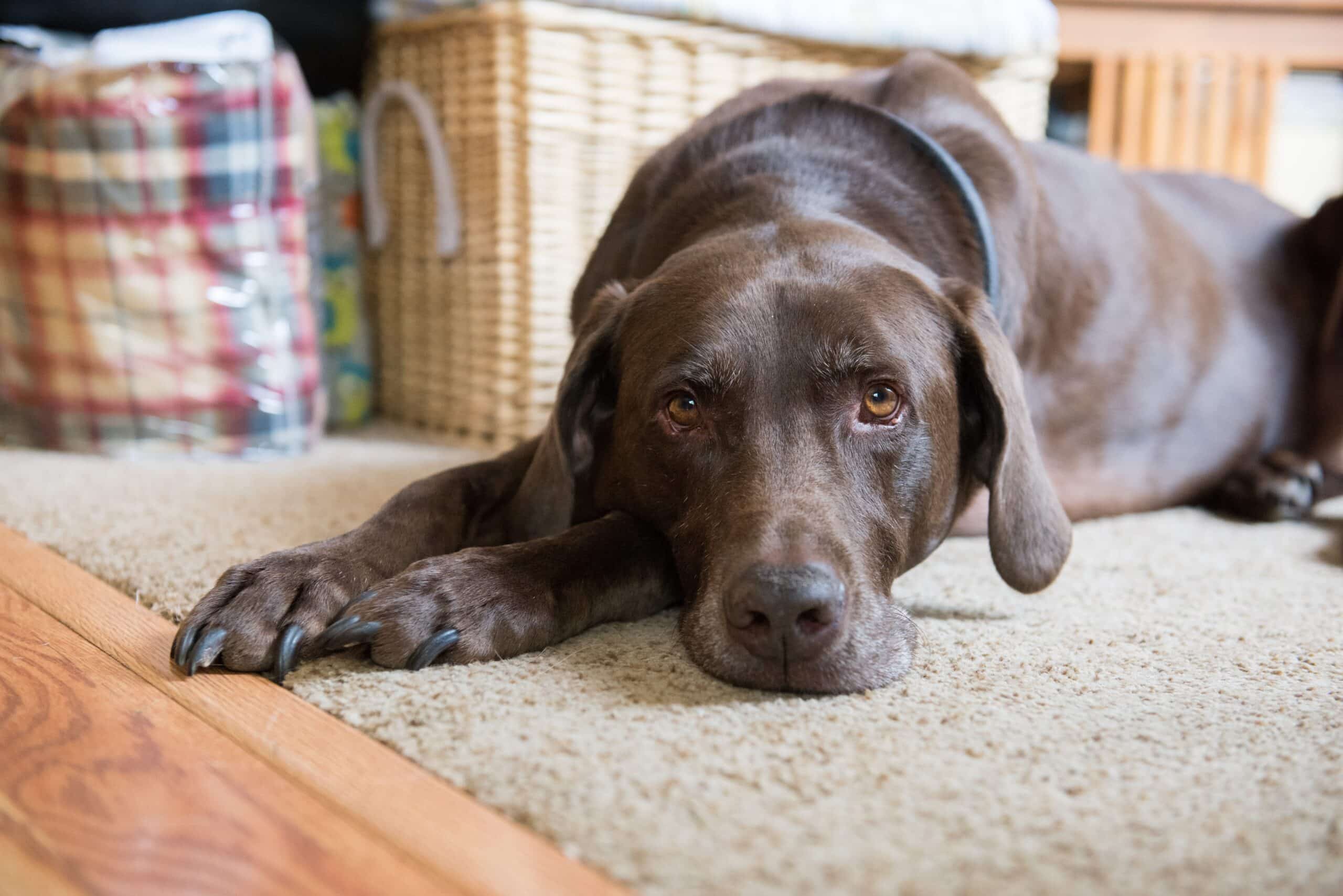Brown dog lying down: Pet Tributes in Centennial