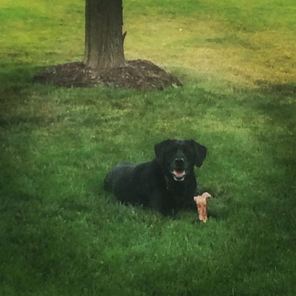 Image Black dog sitting outside: Pet Tributes in Centennial