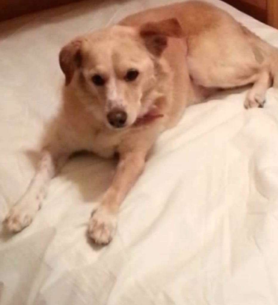 Screenshot_20191209-123419_Shutterfly Dog laying on blanket: Pet Tributes in Centennial