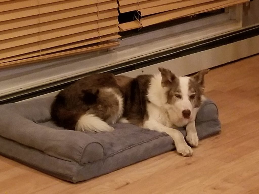 Courage_first_dog_bed Courage_first_dog_bed