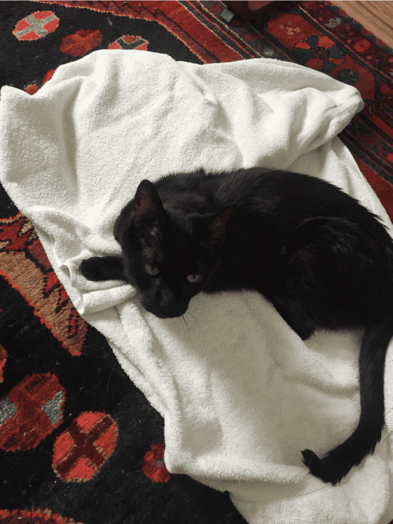 When to euthanize a pet understanding the right time caring pathways