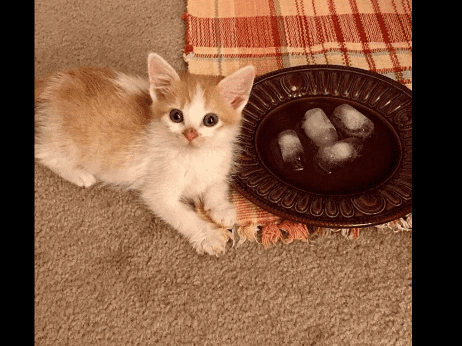 Rasputin the Kitten, of Los Angeles, CA is open-minded about ice cubes.