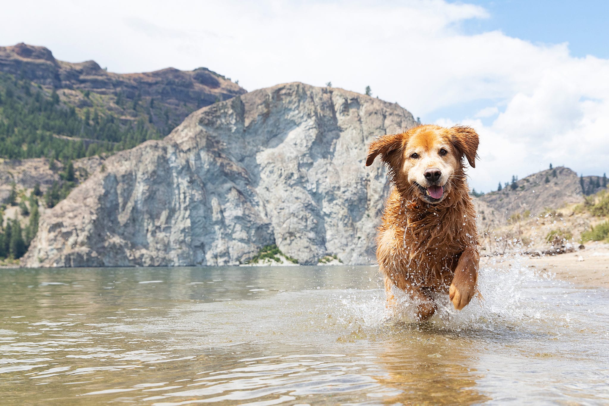 Happy Golden Retriever dog running in Lake Roosevelt, Washington near Whiterock