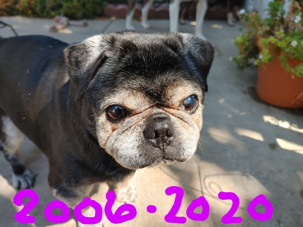 Pet-Tribute Bosco Pet-Tribute Bosco