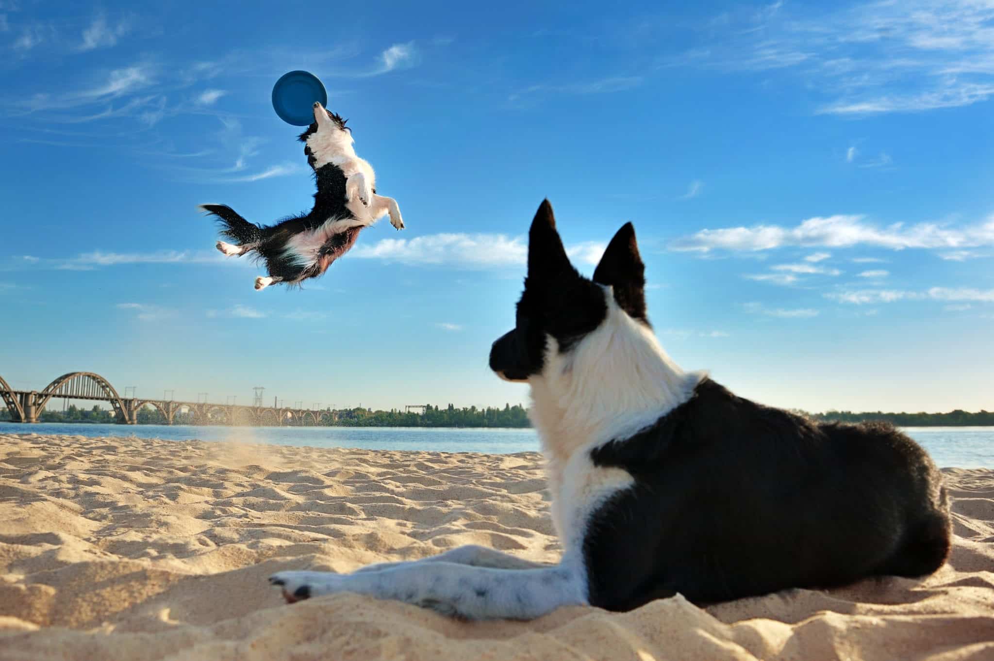 Dog looking at the other dog jumping for a flying disk