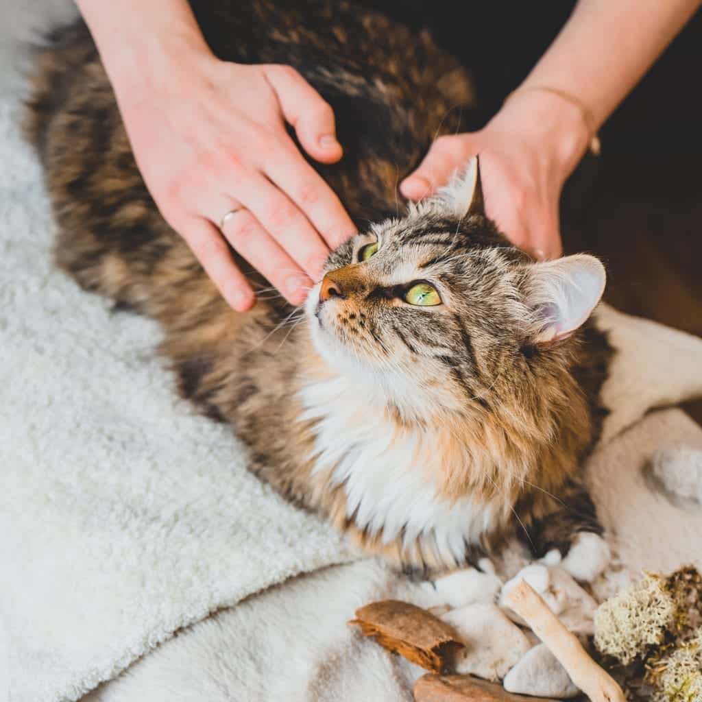 Cat massage technique. Guide. The cat gets a massage