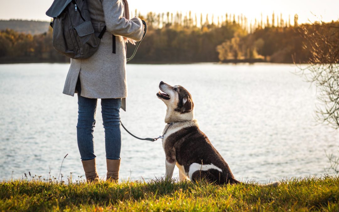 Recommended Walking Trails for Senior Dogs in Northern Colorado