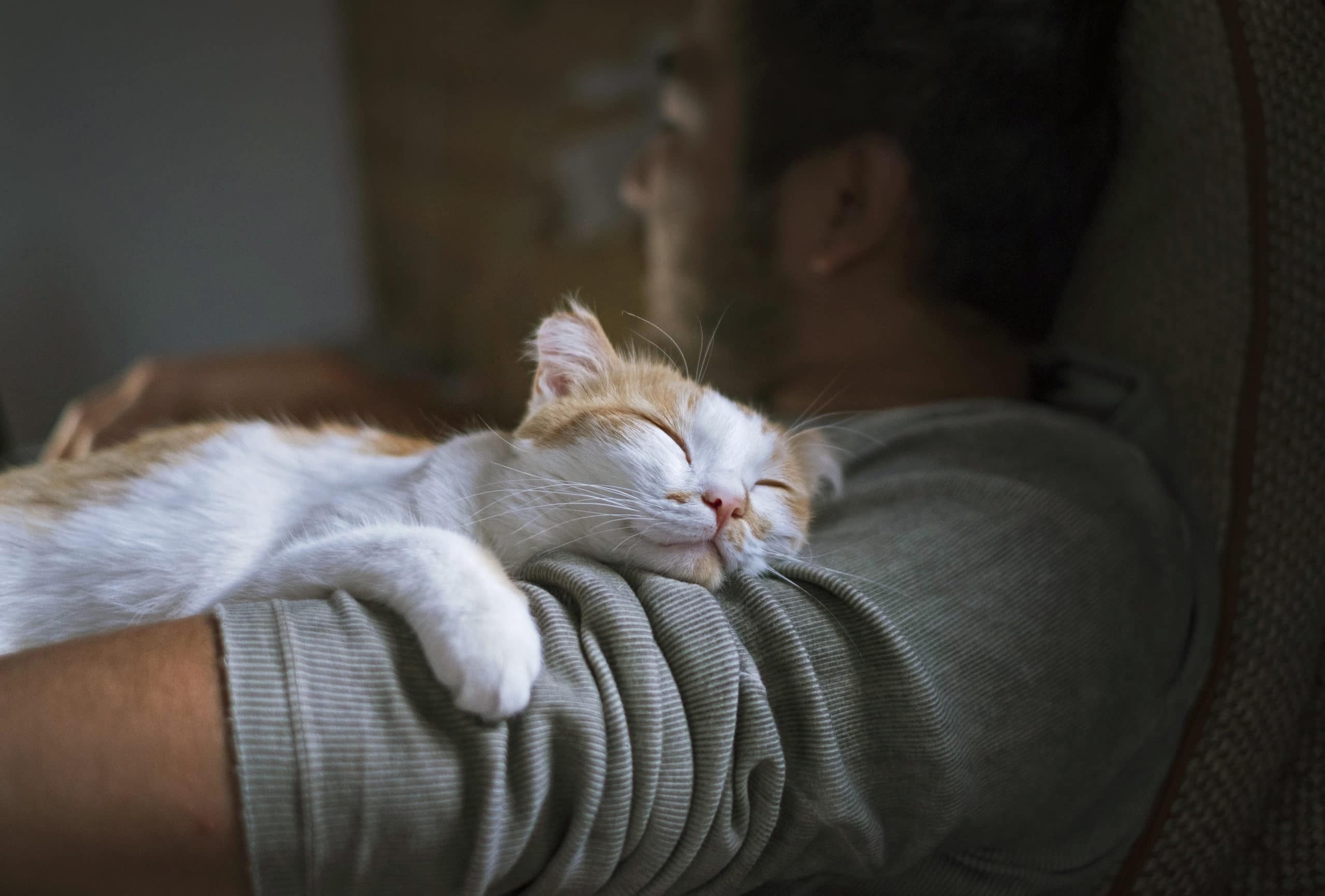cat lying on the man's shoulder