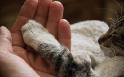 Do pets feel pain when euthanized?