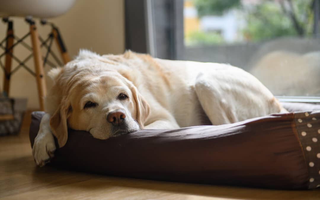 An elderly labrador is dozing in his bed.