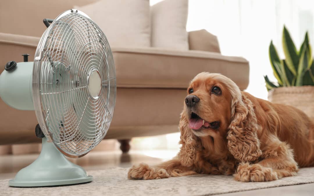 Summer Pet Care Tips: Keeping Your Furry Friends Safe and Cool