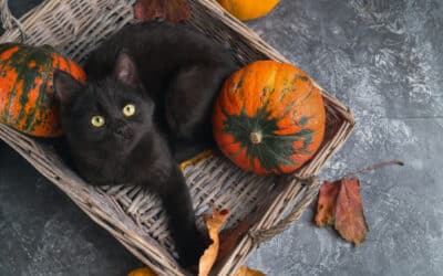 Preparing for Fall with Older Pets