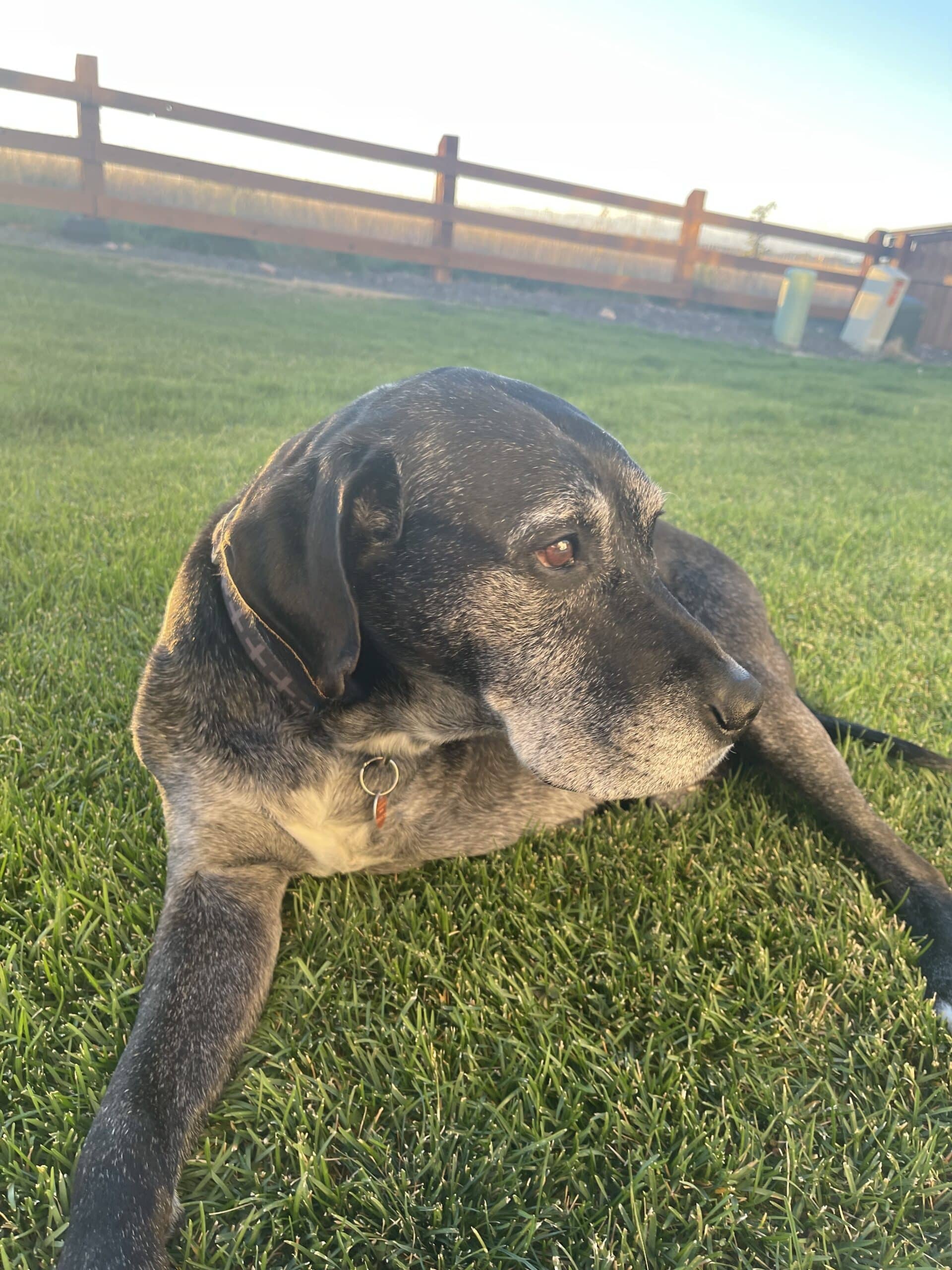 Jake is an (approximately) 8-year-old, 70-lb Great Dane-Labrador mix