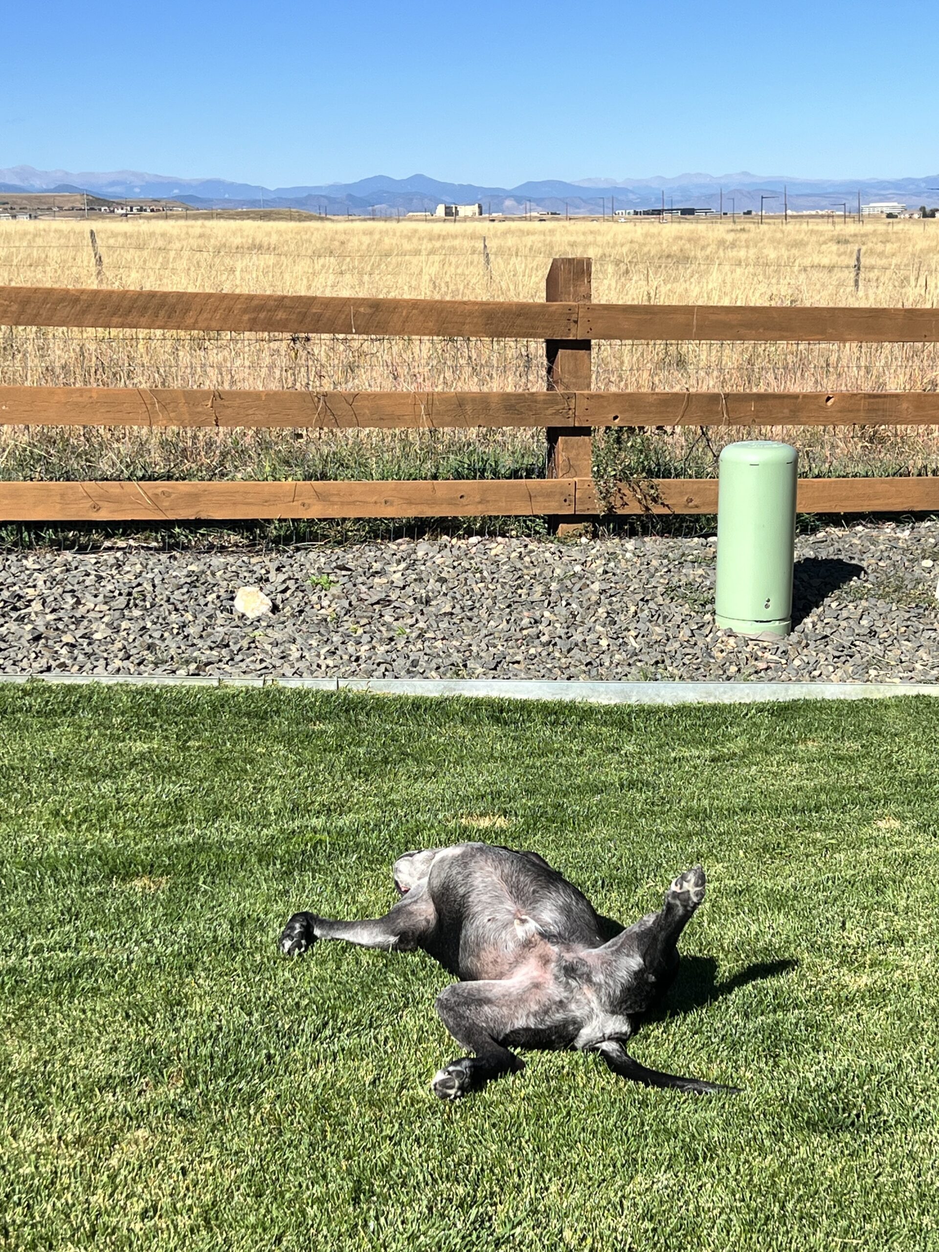 An adopted senior dog rolling in the grass