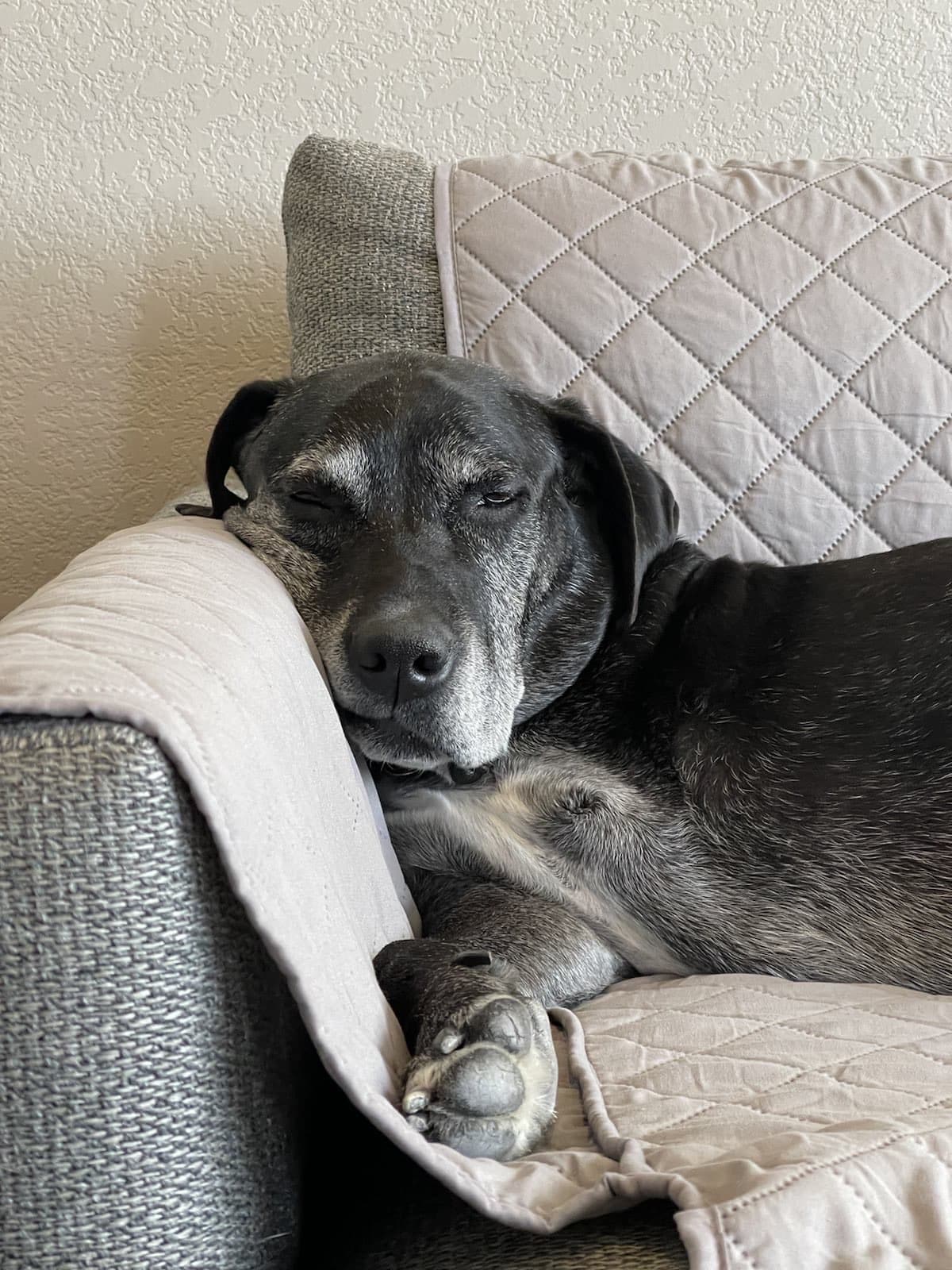 A senior grey muzzled dog sleeping 