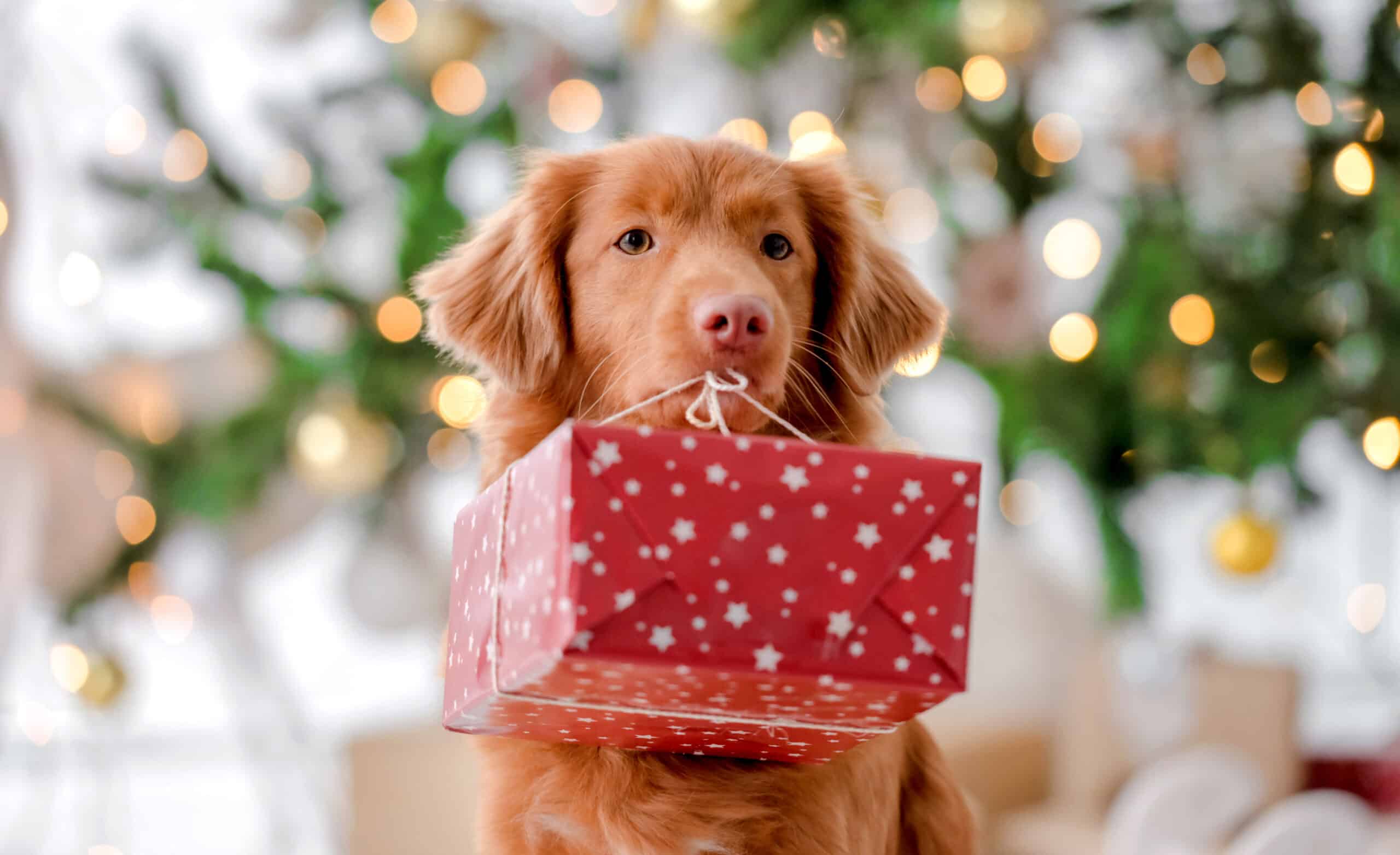 12 Great Pet Gifts for the Holiday Season