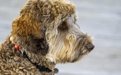 Understanding Canine Cognitive Dysfunction: Advice from a Veterinarian