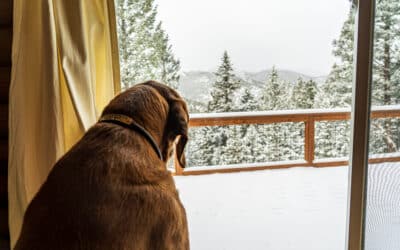 Compassionate In-Home Senior Pet Care in Colorado’s Mountain Towns