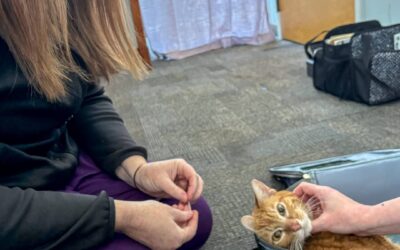 Enhancing Quality of Life: Benefits of Integrative Comfort Care for Cats