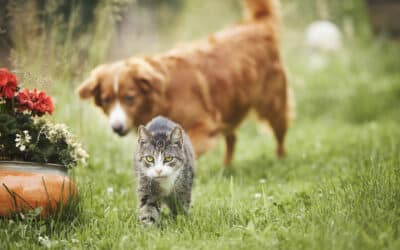 Spring Safety Advice for Senior Pets