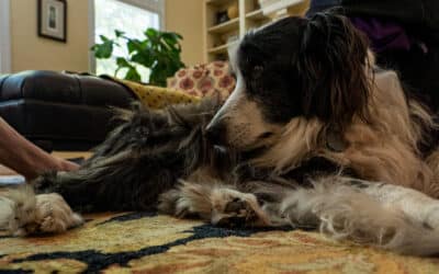 A Comfort Care Approach for Your Senior Dog: Pain Management & Aging Support