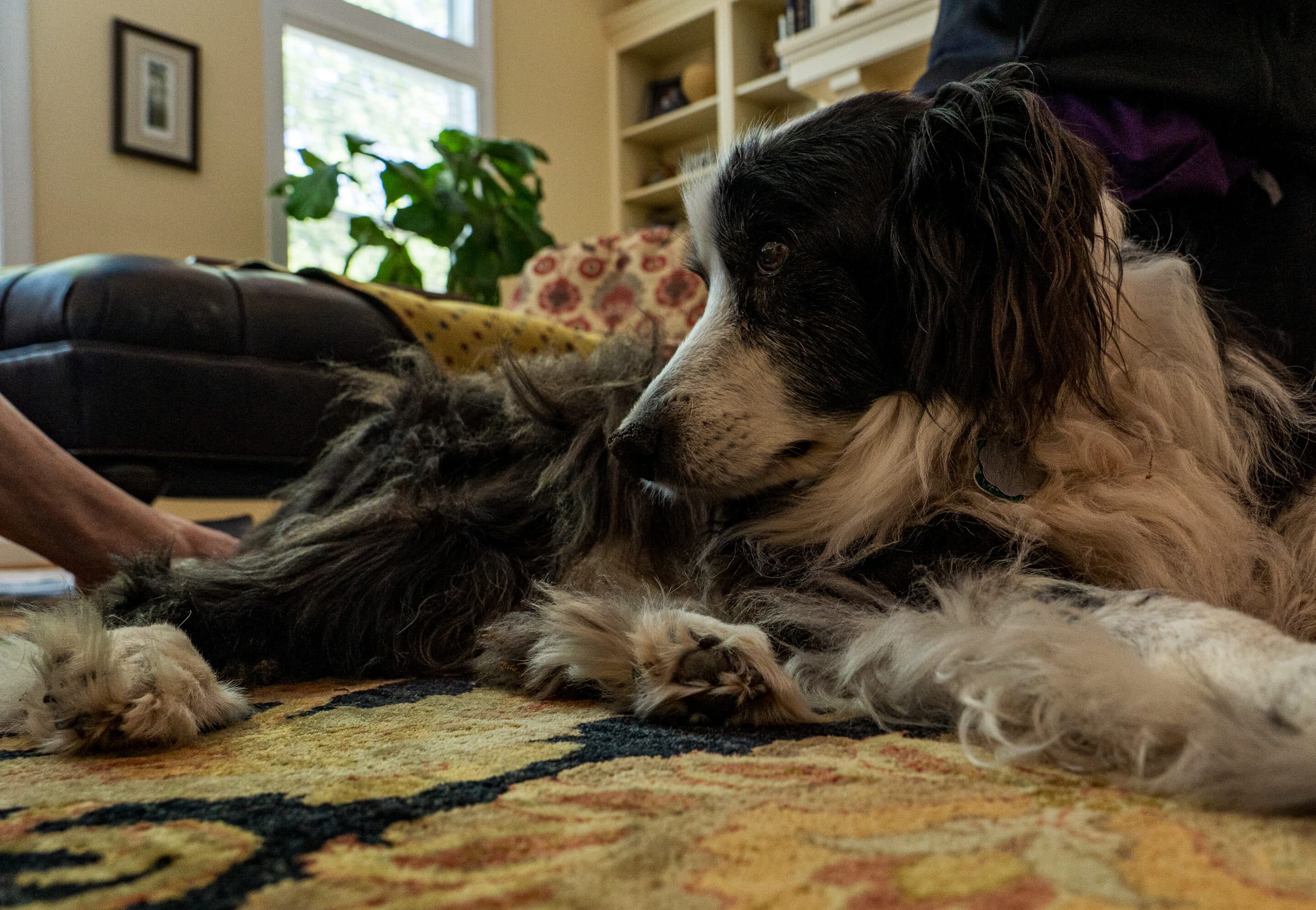 Comfort Care appt-2