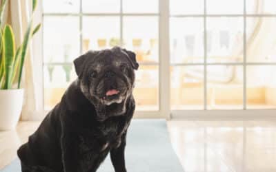 Signs Your Pet Might Benefit from In-Home Comfort Care