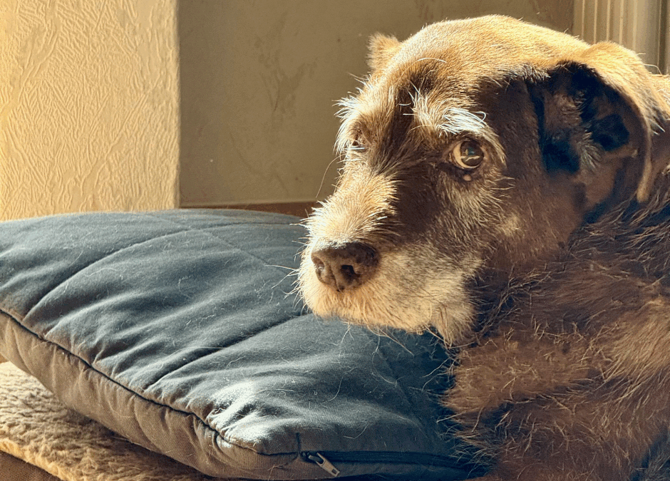 Understanding Dog Dementia: Behavioral Changes in Senior Dogs