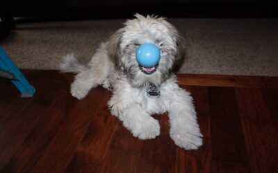 Cooper