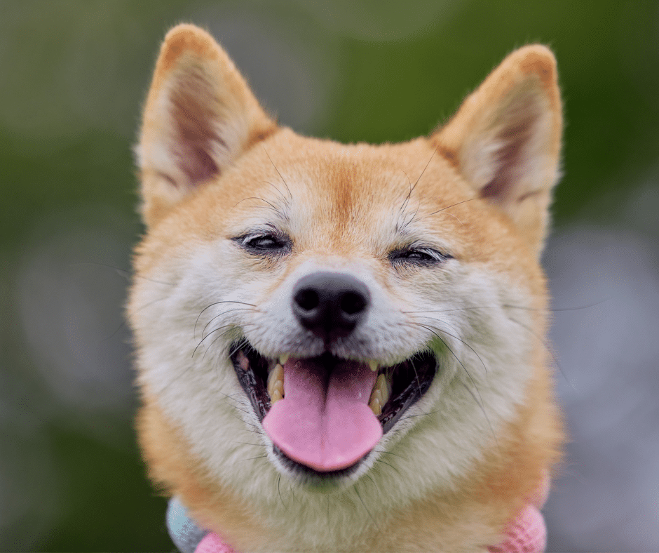 Doggy Dementia