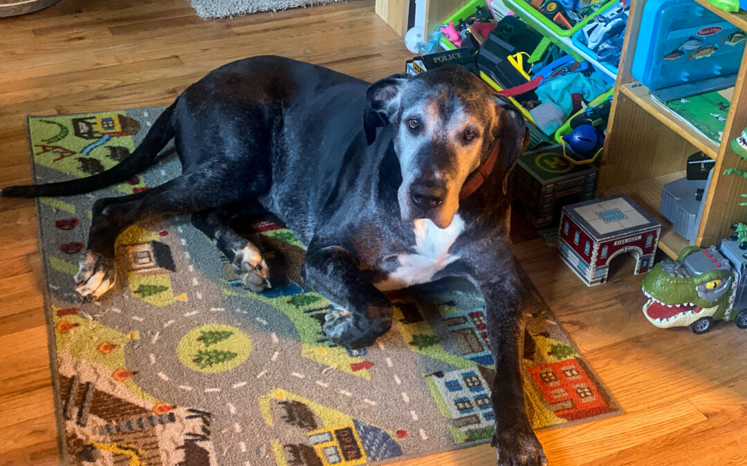 Finding Healing Through Senior Pet Adoption: Ben’s Story