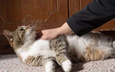 Signs of Pain in Dogs and Cats