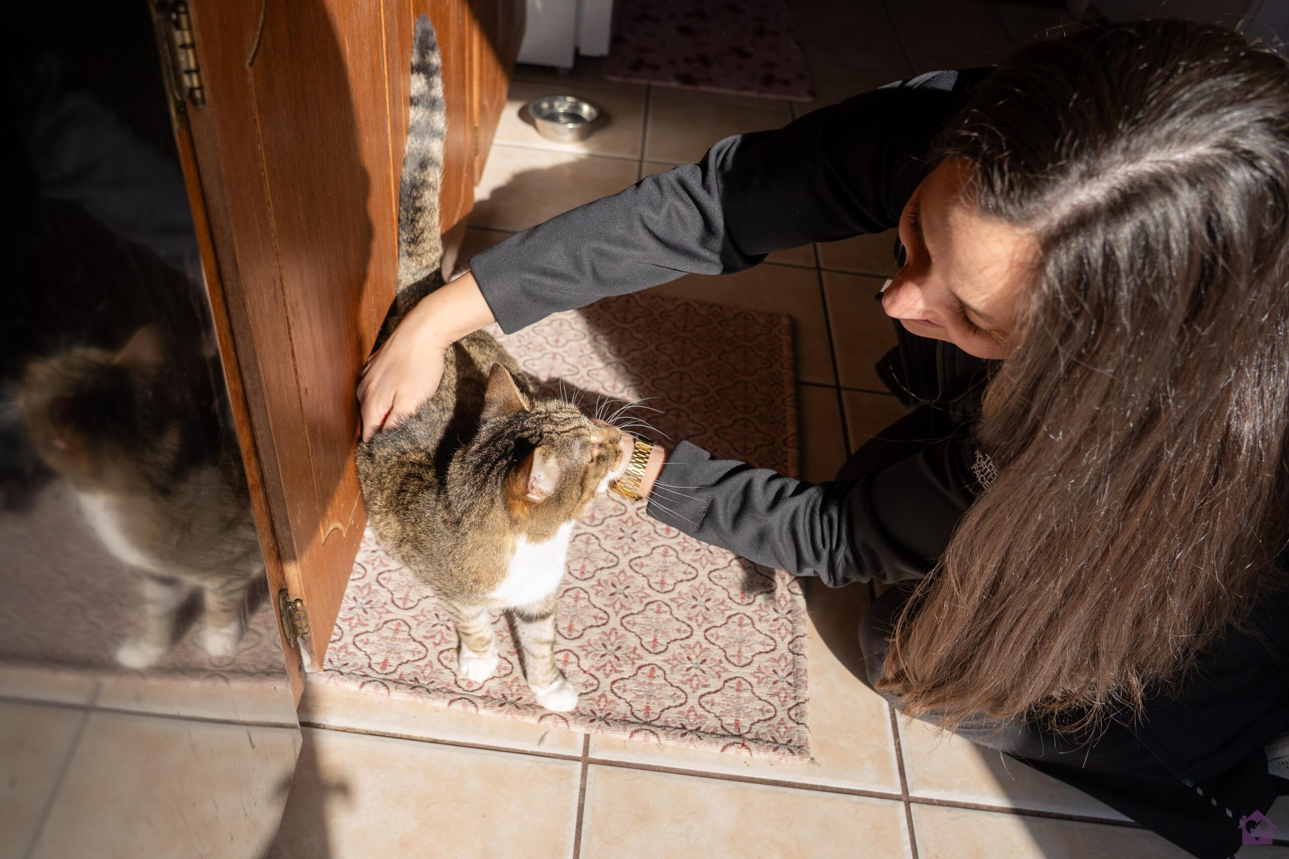 Grief Support for your pet